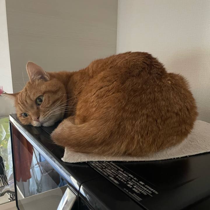 3821a333 fd17 4191 84c0 aeab61e0cc62 1762269523994