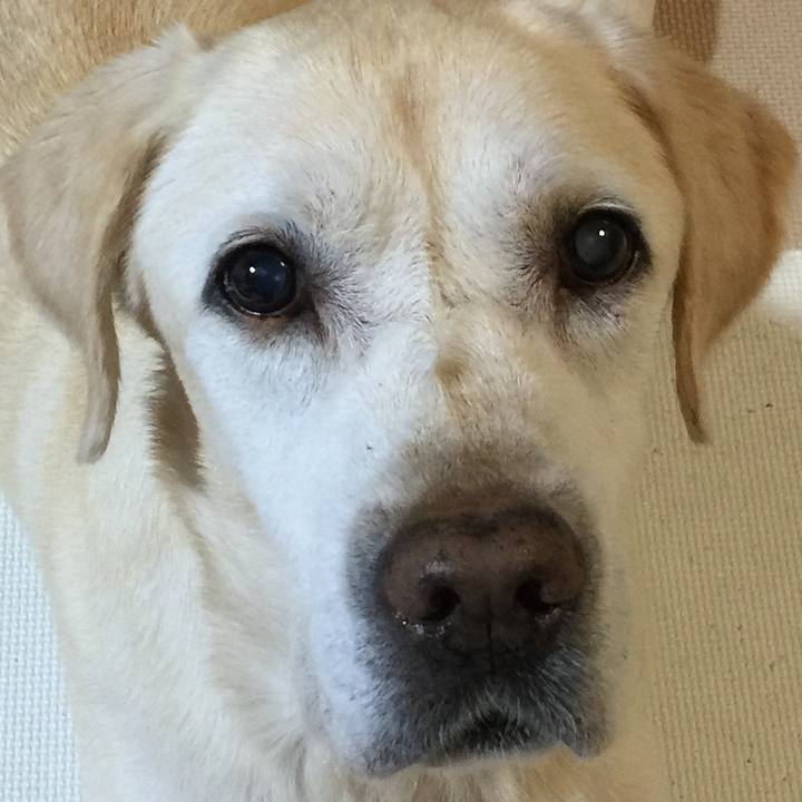 382777b8 a3db 456d a2ae a7e349e39460 1508489097524