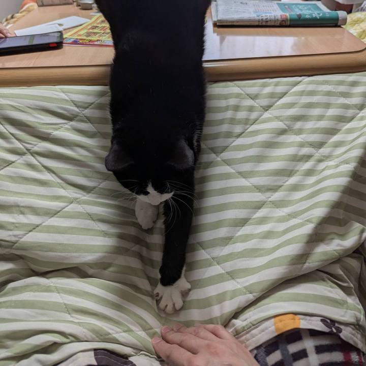 38286620 c90d 4a1c b760 a36ed4cc2585 1735293011735