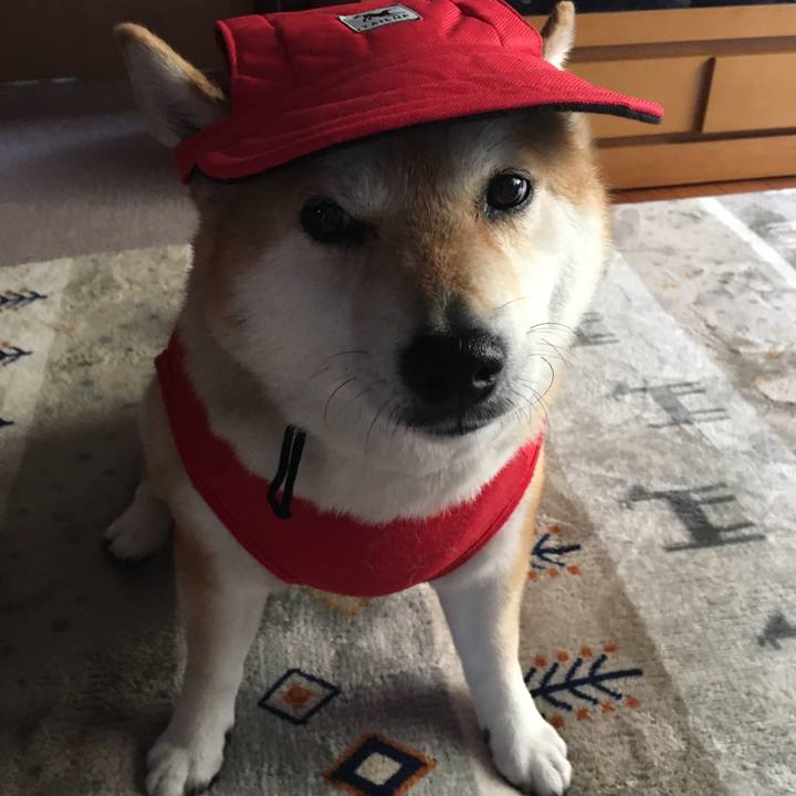 382c2a44 2541 4f99 a66d 82c04f2ee131 1619667668421