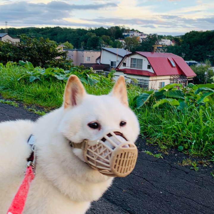 382dae46 09cf 4c4e a510 0461c3f51574 1600117329828