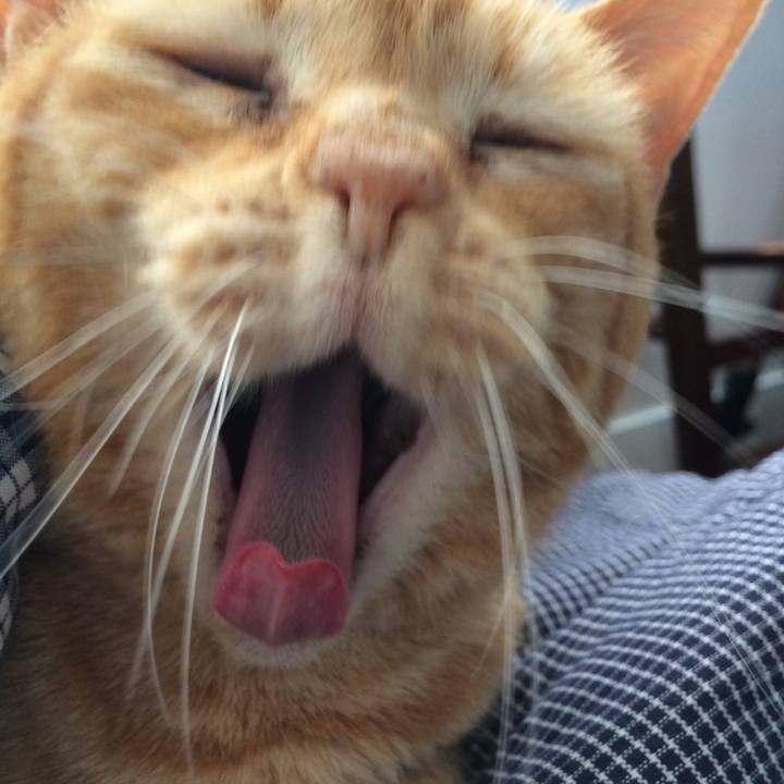 382f6e00 033e 476e a811 e157f8f1f51c 1508880894628