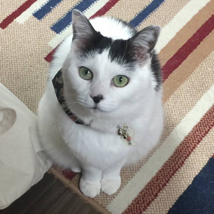 382fb24f c233 4c89 842f d9b258c70a60 1516611921546