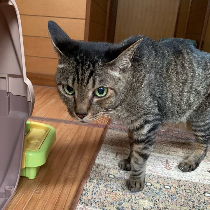 38300450 2007 403f 8373 edd75c303189 1592096934435