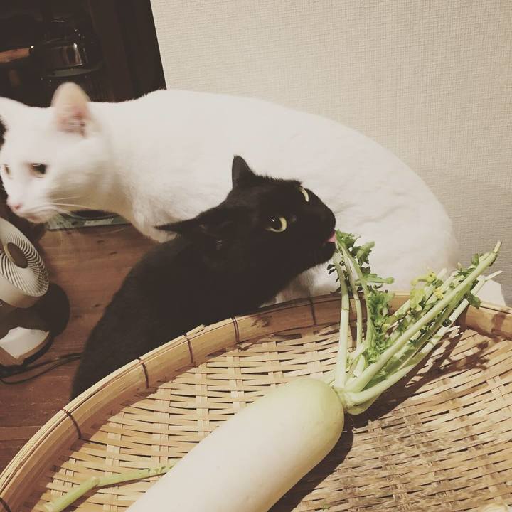 383203fb 7e47 4d1e b10f 440c7202a290 1544064058099