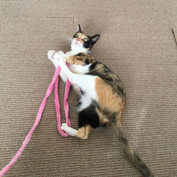 38334d8b be4f 462c ba63 5a3d06fda72e 1518171485390