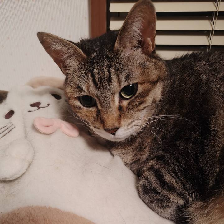 383e6360 fee8 44e2 8de3 2761a544246b 1766657744776