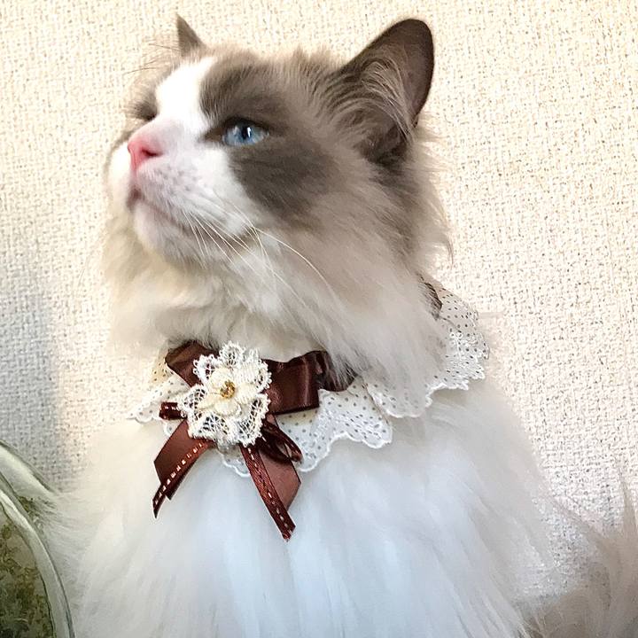 38401837 21cb 421b bc05 1bd0fc9cc0be 1597209673171