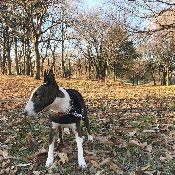 38416201 5913 4b1f ac3f 20939cb390dd 1513038596218