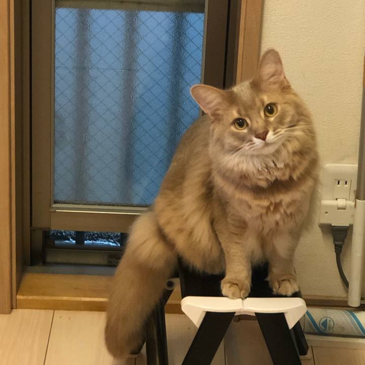 38418383 1606 42be 8f7b e6a4a1013864 1603407539697