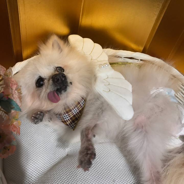 384205e9 9305 4223 b1aa b0dd66cb8cd0 1545655039055