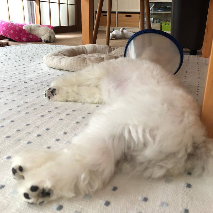 38435fe5 0099 4deb 81ed c3a815aa3995 1528889321438