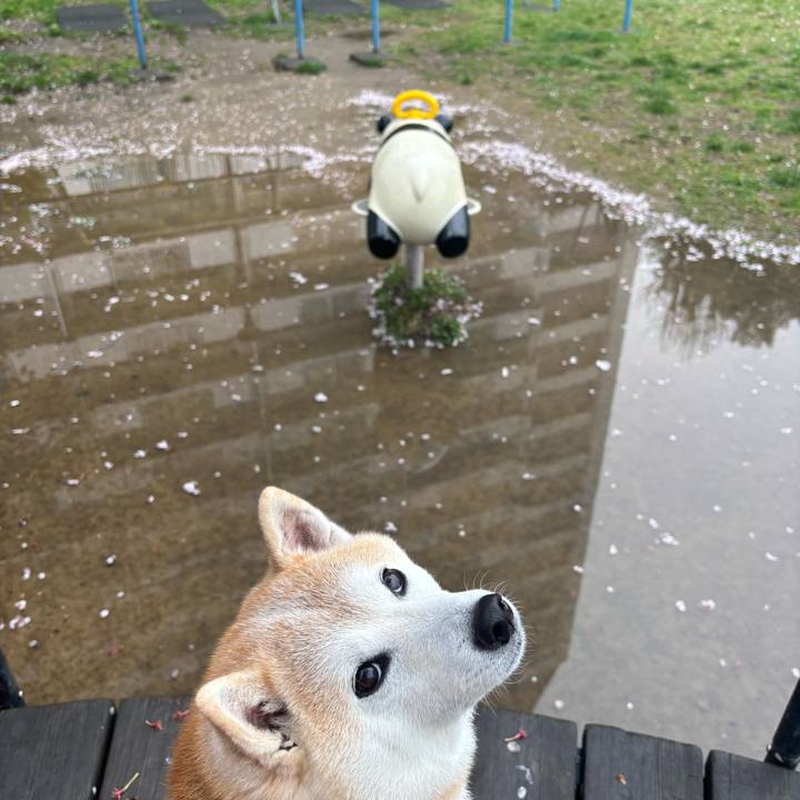 38455bf8 4b7b 4e3e bf4c c754ef9151ea 1744580093083