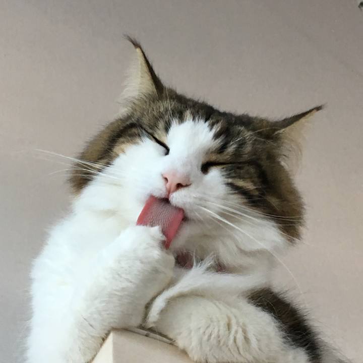 38522388 ea58 463b abaf 7a80bca75768 1515803404425