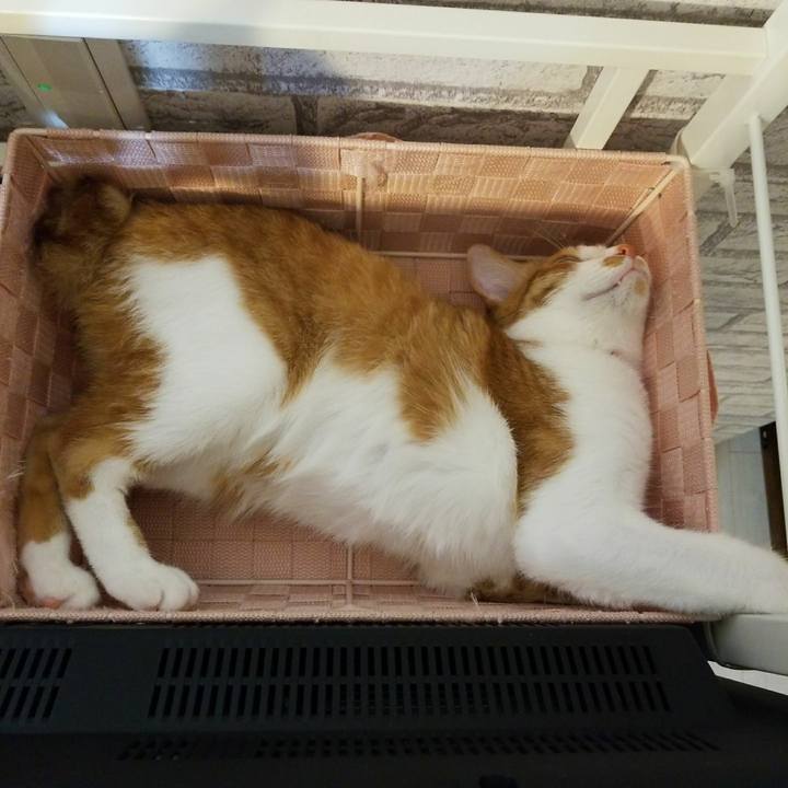 3853029b 5190 40d4 81ec 57f4684c1e15 1522946568686