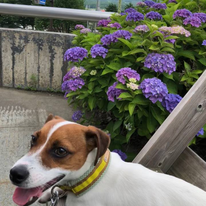 3854fff1 3486 45a2 99aa 40b30bc49c88 1531444028209