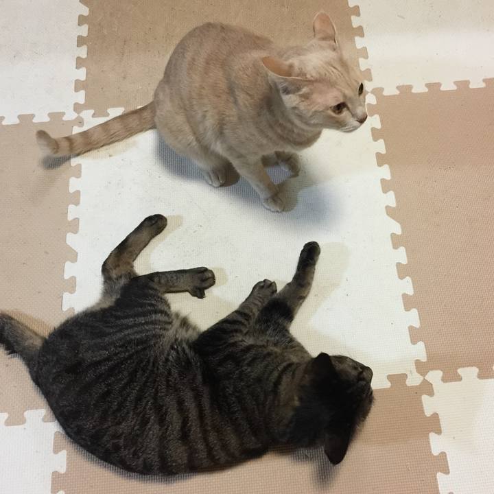 38550a12 7975 410a 98fe e5881afacb7d 1565535160052