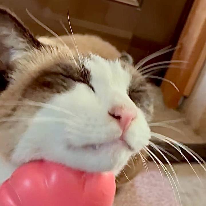 3855bdc9 2958 42cf 98d3 7841ef9104f1 1765369901384