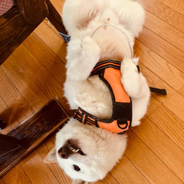 38568405 1774 466c b97a 574b3afe1d26 1619212343479