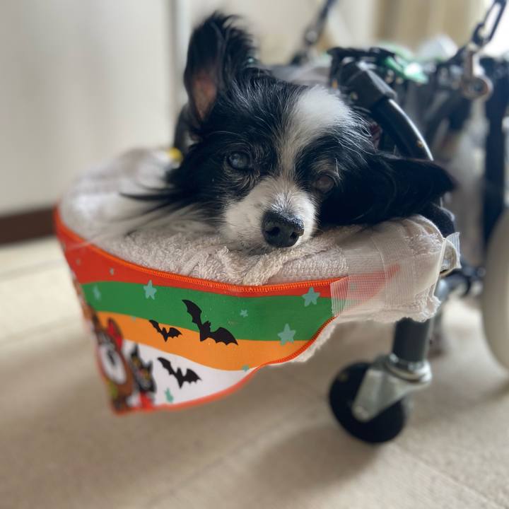 38584fbc 8b87 4d27 9337 667c9b5f87e5 1758846754789