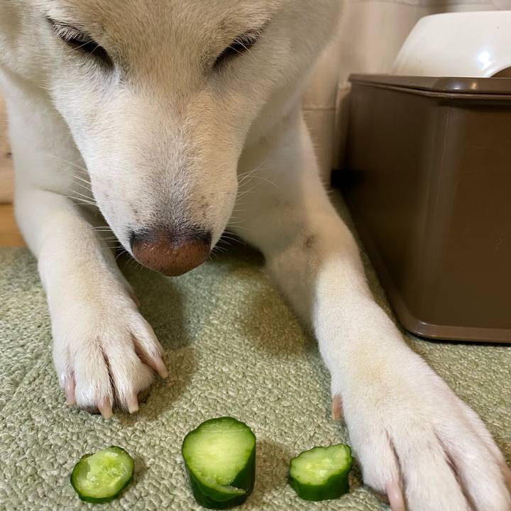 385950ce ab97 4444 93cd b6b127a39dda 1636626425642