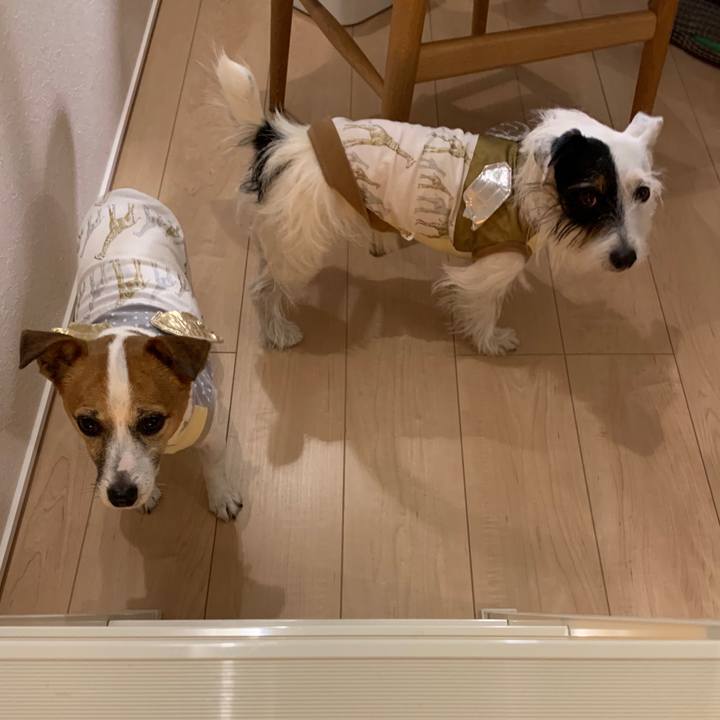 3859935a d224 466a a407 44629cefd8c2 1575806651896