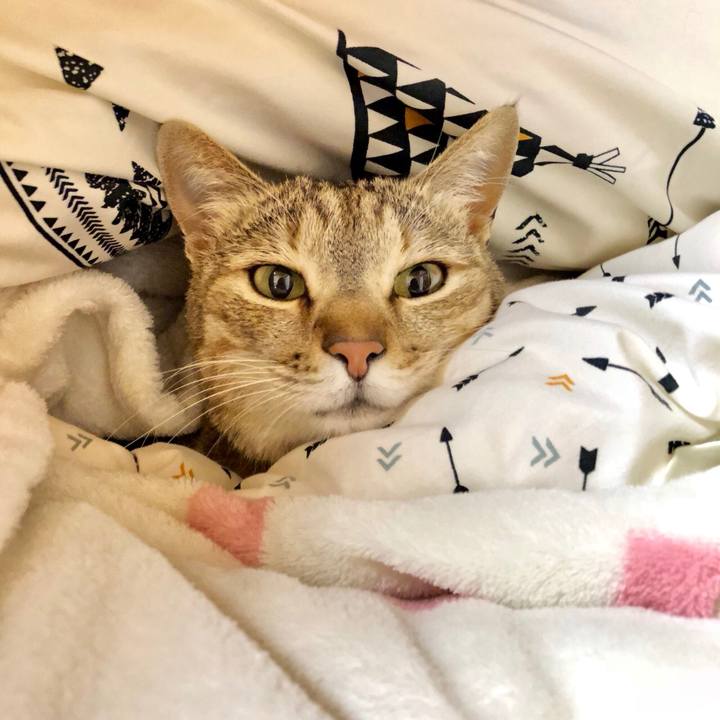 385cfcaf 318a 4727 ba34 03ba8846bac7 1522968061595