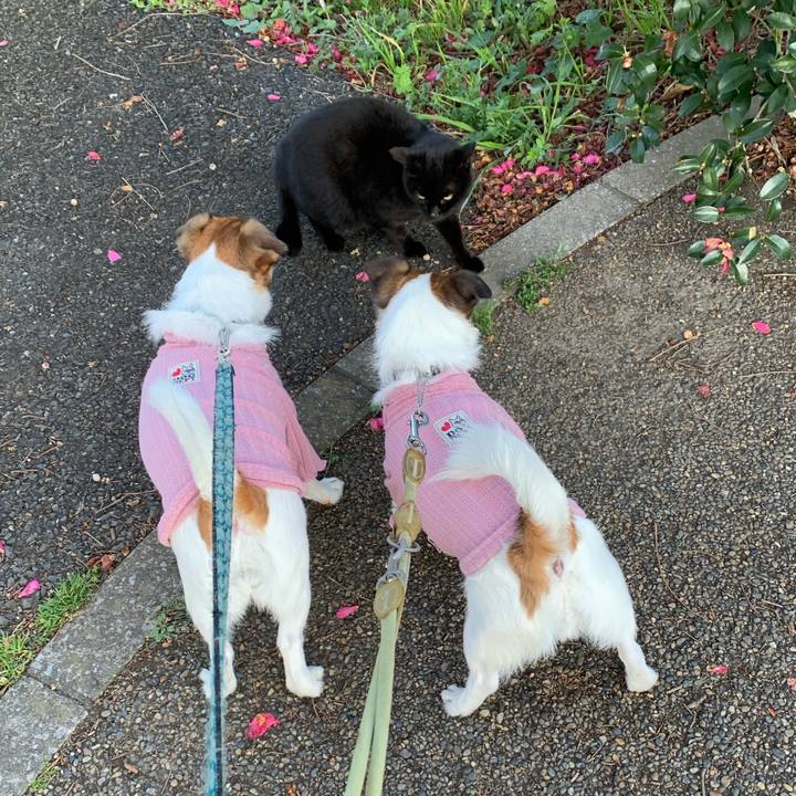 38600fd4 25d2 4ae0 bd41 9a124de1faf3 1583452018786