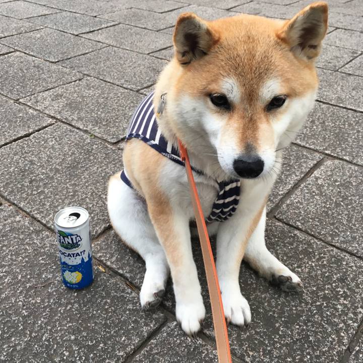 38634bb4 c1cf 4124 992d 34503fa2b908 1560855388322