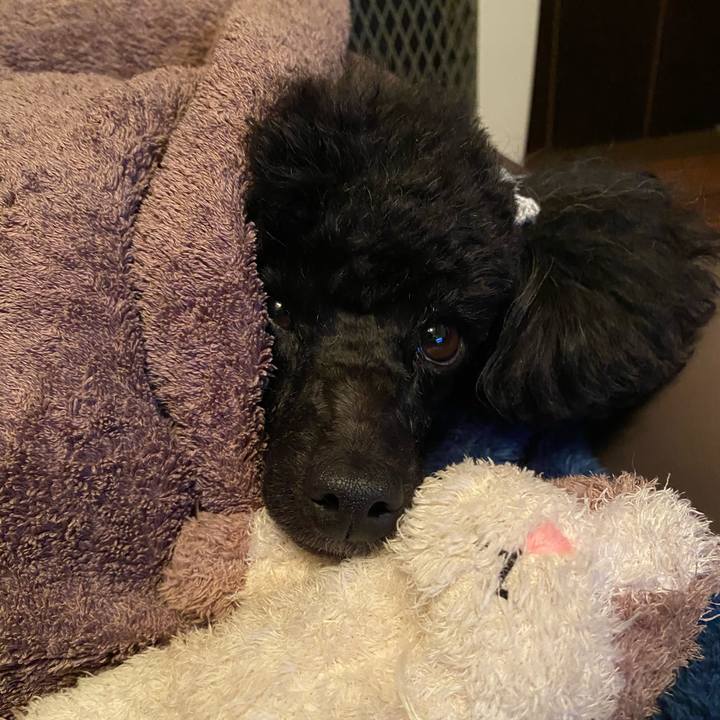 3866265c 2055 43d9 bc9b a8500ab96e9a 1612174215194