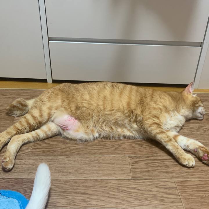 38683810 2197 4711 9380 c9ff8e101e5b 1669297268801