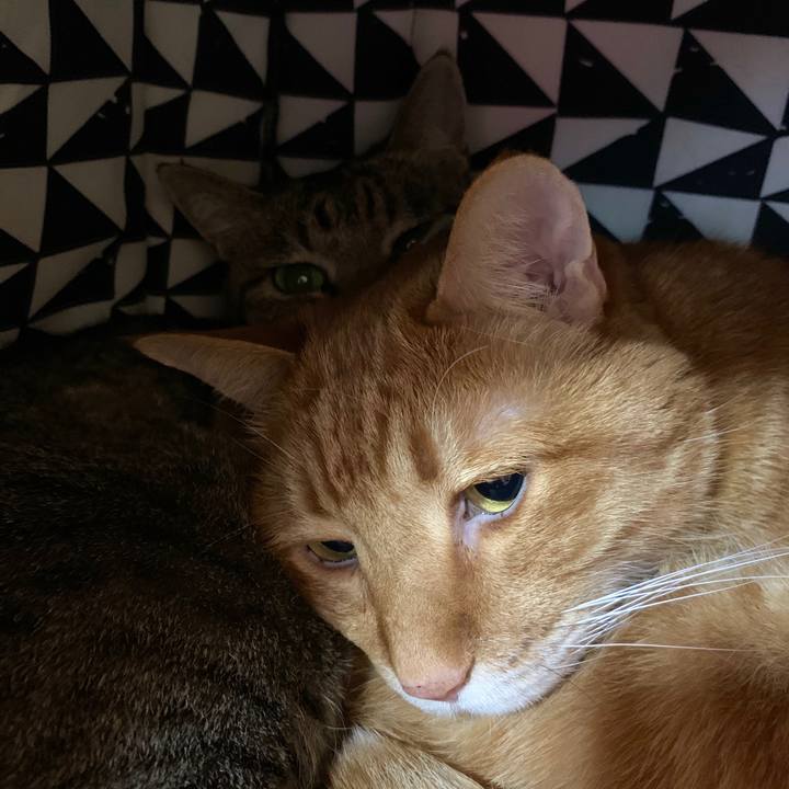 3868c415 e288 44a2 9ad0 1d3c70639997 1590211480644