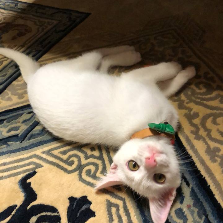 38693ef6 772d 4cef a2f0 806bde01c067 1596631965975