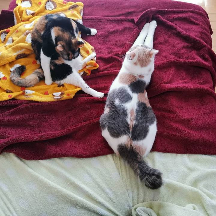 386d8608 4cfa 4a91 a361 03c35b007829 1665212385080