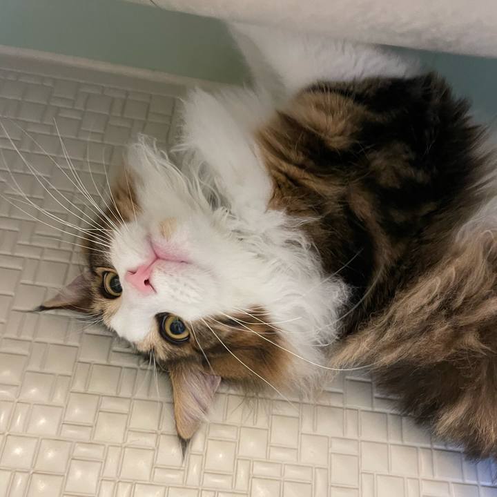 386e14d4 0024 4356 86dc a3fc2039250a 1643834421745