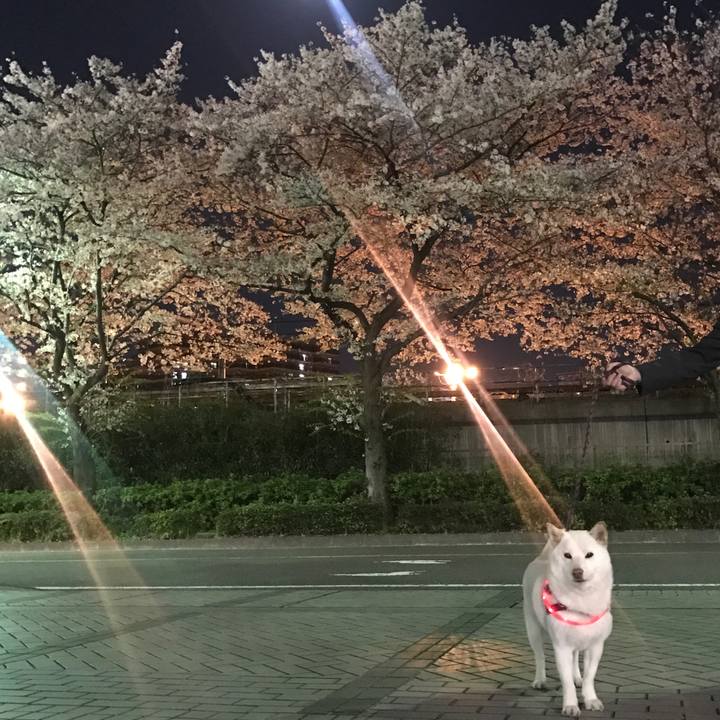 386eeb81 4191 493b 836b b8e87ce8605f 1522417270237