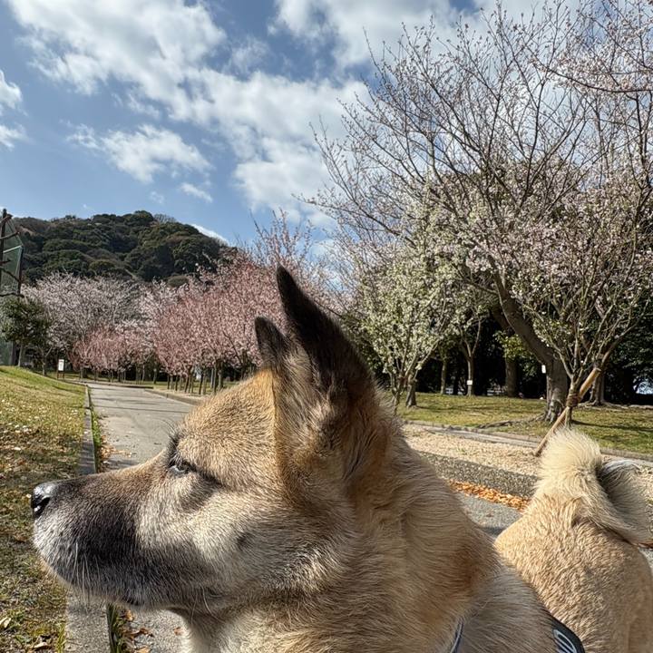 38701d86 cb94 4e22 8b45 34a943980dac 1743338782229