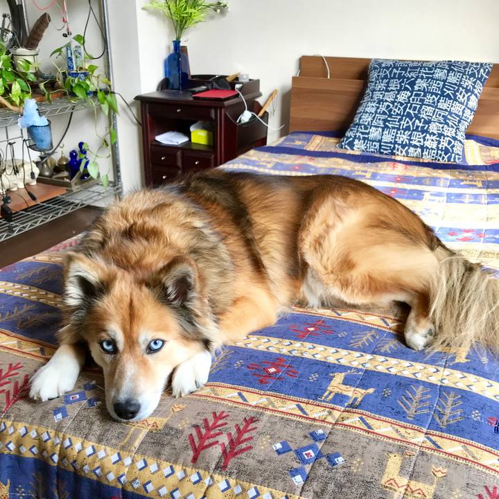 38724b0d 329e 4172 9917 0289c62a7dc2 1542512448526