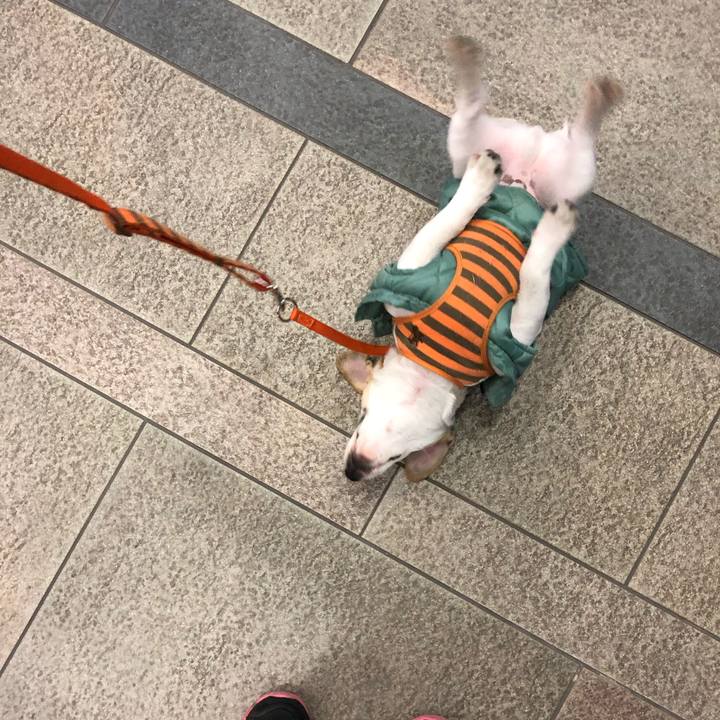 387270cc bc71 4951 9d14 ea5f221a0a11 1551538554393