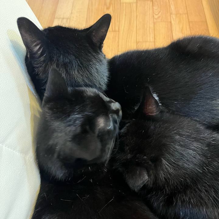 38735f3b 5ac7 40c6 856f a7da66756c48 1699790455118