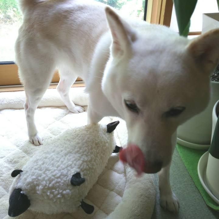 3876ee8e 8cc3 4df4 bcd6 94508a5039df 1558486810442