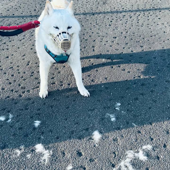 38793c62 1b45 4868 babc f7e394ee2bdb 1754168334348