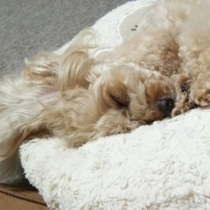 387aac7f 6416 4b22 bf5e a089a83c3e79 1530614852843