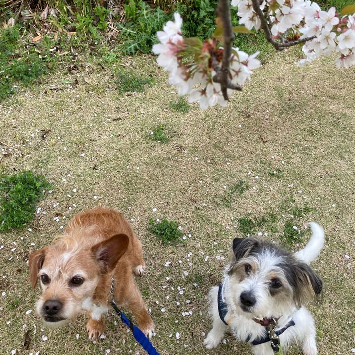 387b96ea de7a 404c 81cf f2e93701b0cf 1712487106762