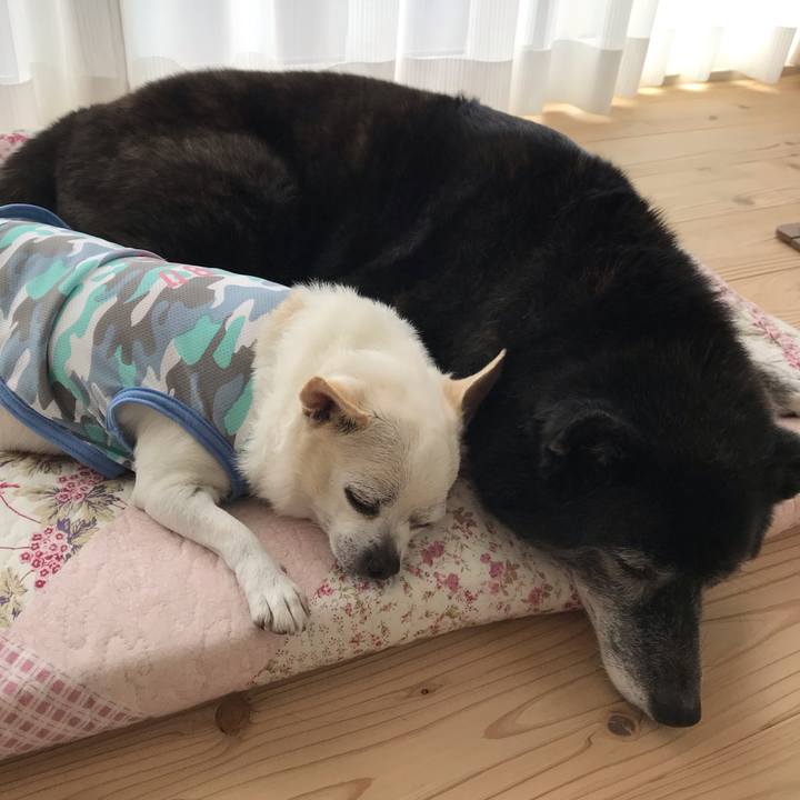 387d84a9 7dda 44d5 9650 0c8e09e8e515 1596286268497