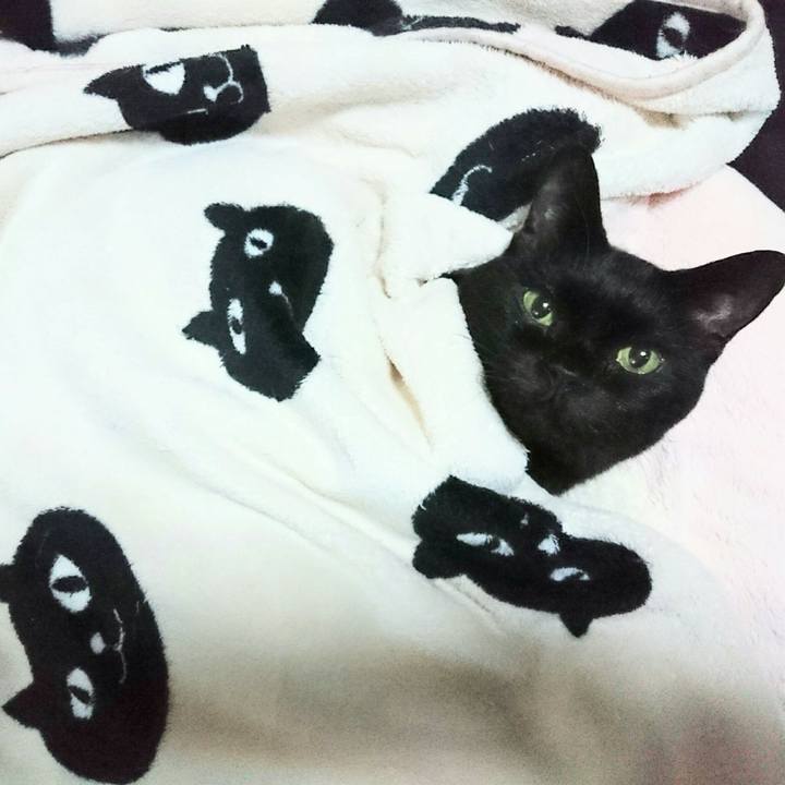 387e813c 954f 4a01 8999 9ede3dff9039 1517656328021