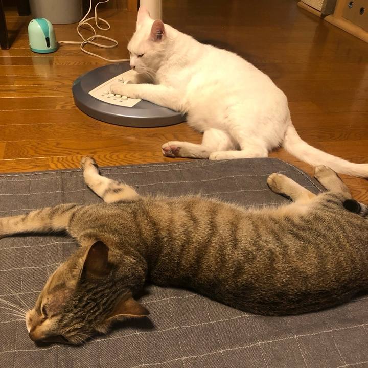 38810cb3 7d88 40b3 849e 691a0ac8c6f9 1720651025052