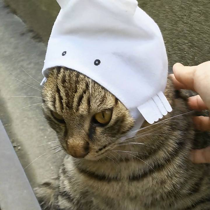 3886e05f 089f 4ef8 a9b7 27050568c704 1556763703979