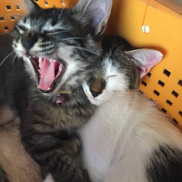 388c470a d613 41dc 8bdc be832994c4fd 1532330765385