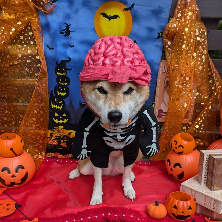 388da5a2 720c 4e9c 90a4 8cfea77a5a45 1730461768244